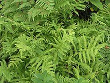 A photo of the Athyrium yokoscense fern.