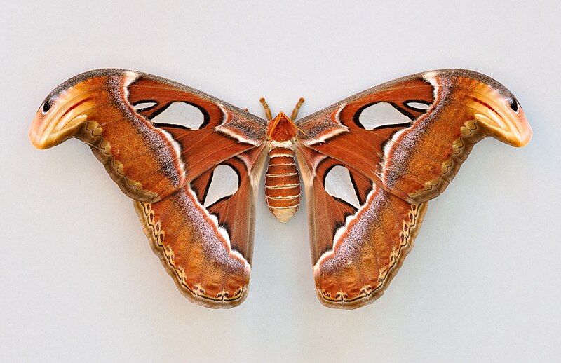 File:Attacus atlas qtl1.jpg