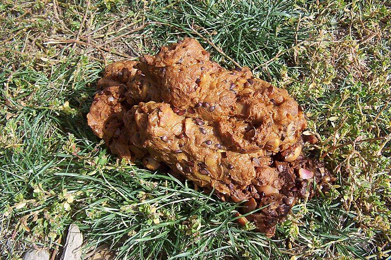 File:BearApplePoop.JPG