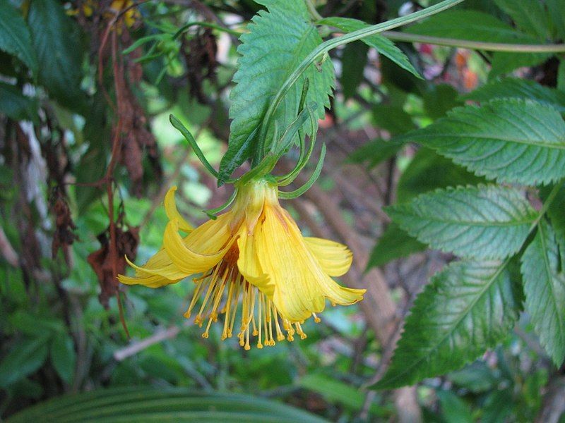 File:Bidens cosmoides.jpg