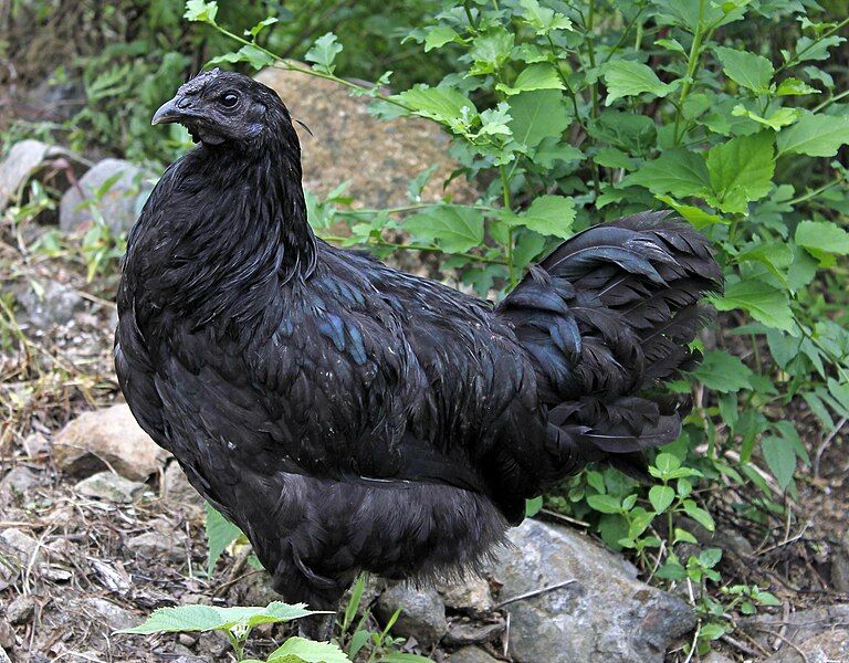 File:Black Chicken.jpg