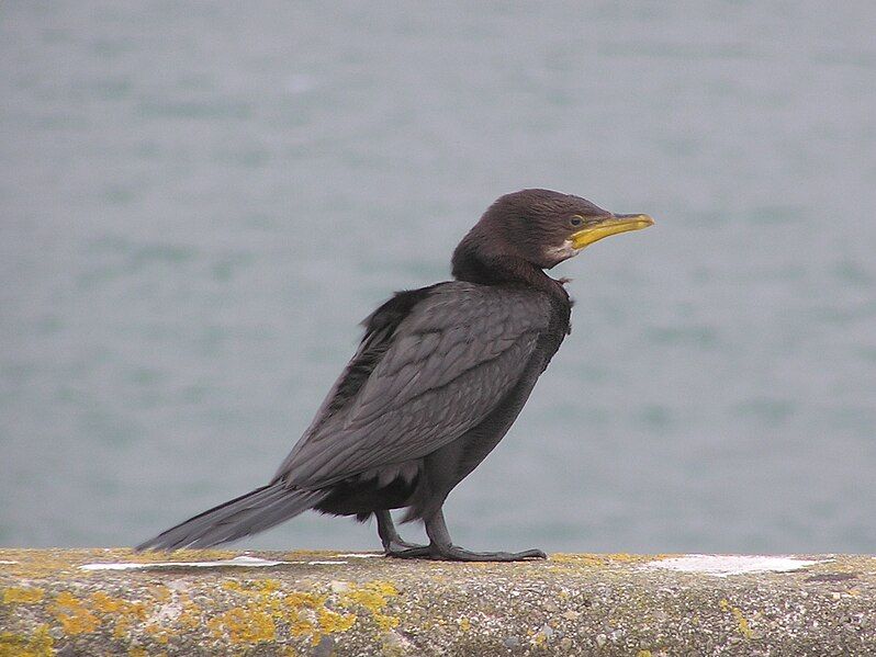 File:Black Shag.jpg