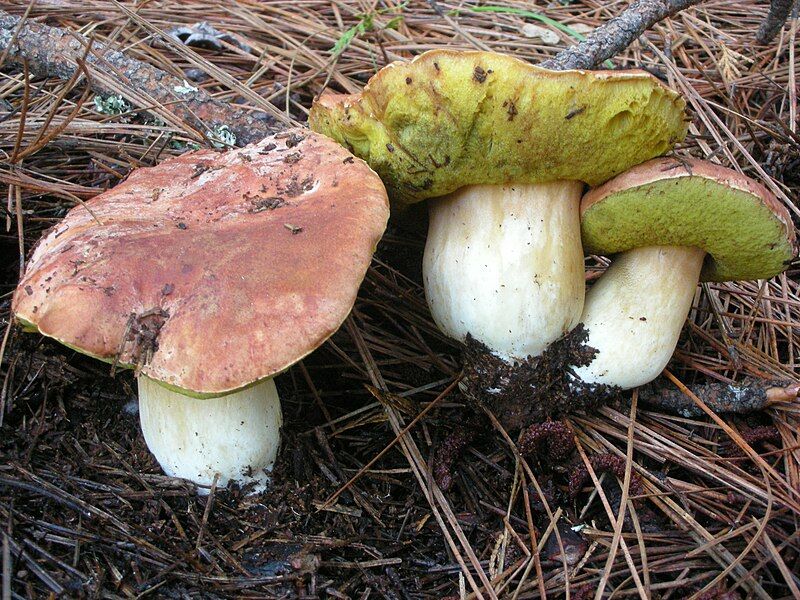 File:Boletus rex-veris 42967.jpg