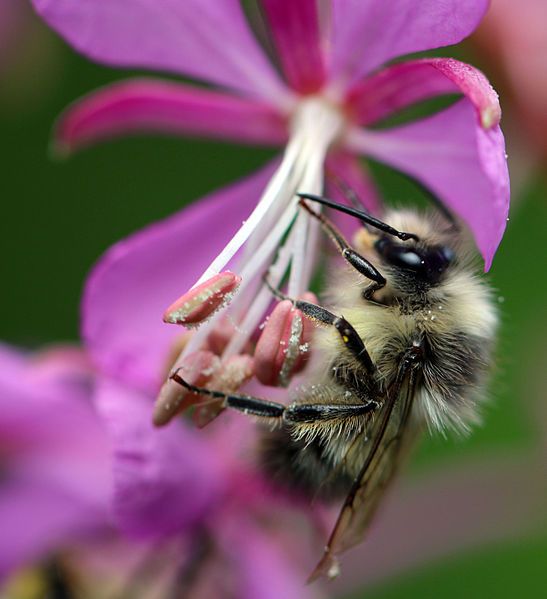 File:Bombus mixtus.jpg