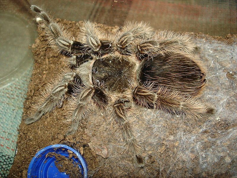 File:Brachypelma albopilosum.JPG