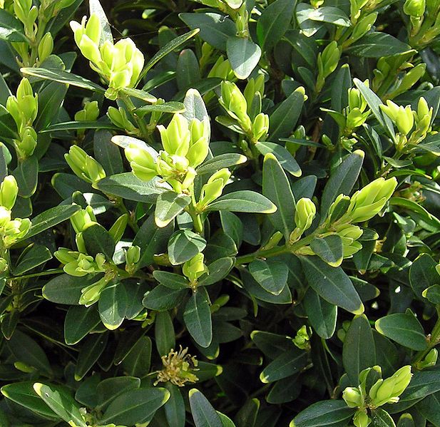 File:Buxus vdg.jpg