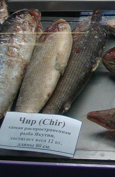 File:Chir fish.JPG