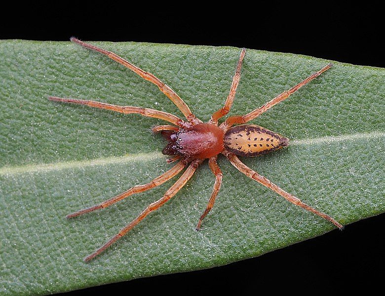 File:Clubiona peculiaris.jpg