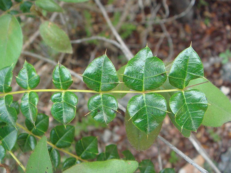 File:Comocladia dodonaea 1.JPG