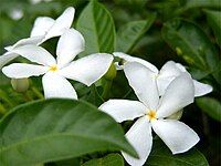 Jasmine, that will be bigger, a bush