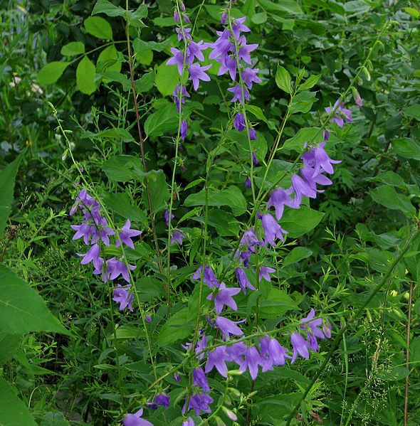 File:Creeping Bellflower, Ottawa.jpg