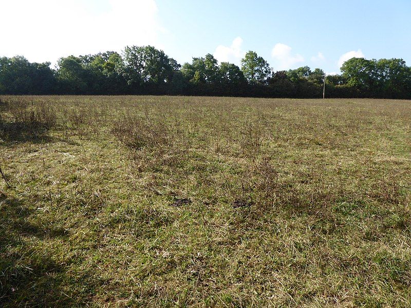 File:Cribb's Meadow 1.jpg