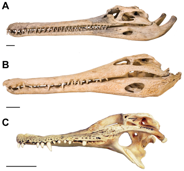 File:Crocodilian skulls.png