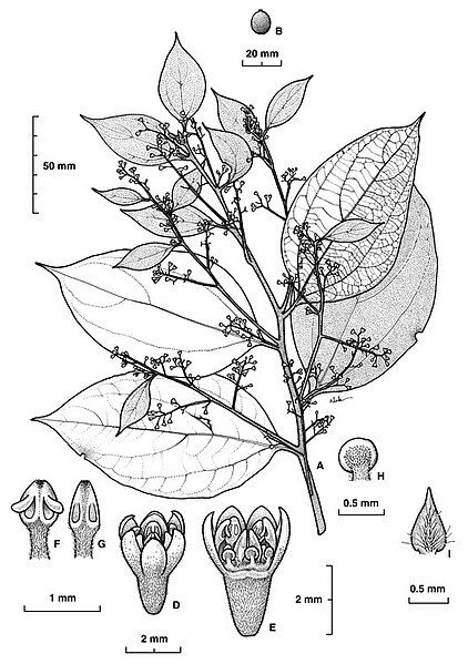 File:Cryptocarya burckiana.jpg