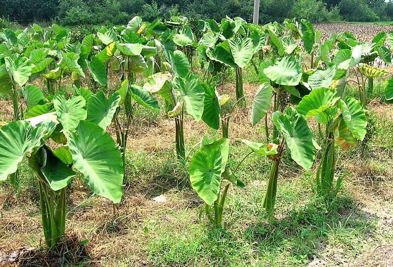 File:Cultivated Colocasia esculenta.jpg