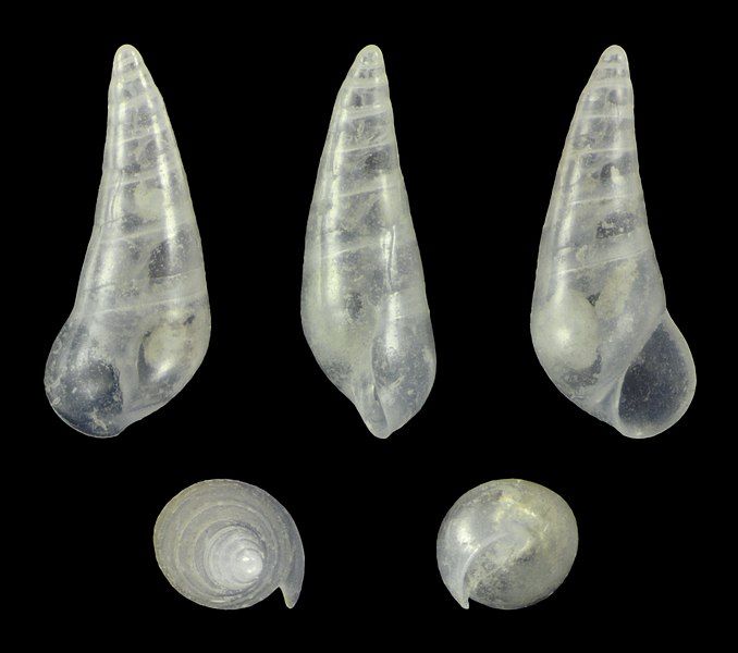 File:Curveulima dautzenbergi 01.jpg