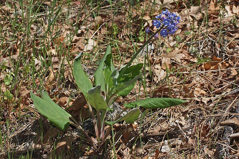 File:Cynoglossum grande 8050.JPG