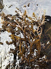 Dictyota binghamiae in an exhibit at Birch Aquarium