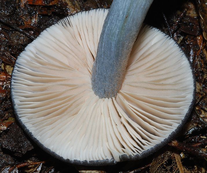 File:Entoloma haastii 38062.jpg