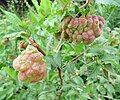 Bladder leaf galls on a narrow-leaved elm (aphid E. lanuginosum), Italy