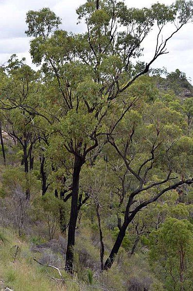 File:Eucalyptus beaniana habit.jpg