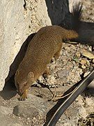 Brown mongoose on rocks