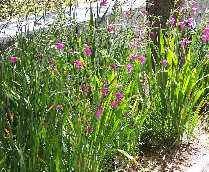 File:Gladiolus communis.jpg