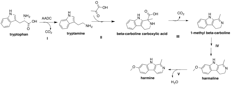 File:Harmine Biosynthesis.png