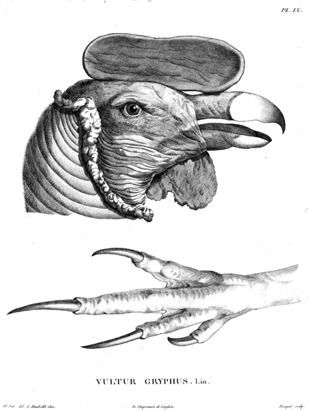 File:Head-claw-Vultur-gryphus-Humboldt-Zoologie-T09p170.png