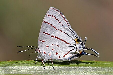 Hemiolaus cobaltina, by Charlesjsharp