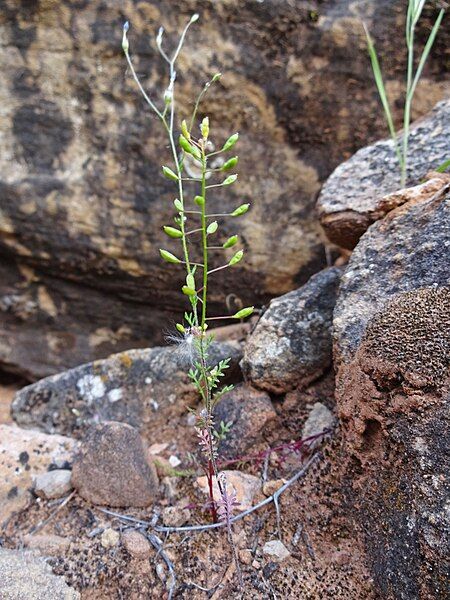 File:Hutchinsia procumbens.jpg