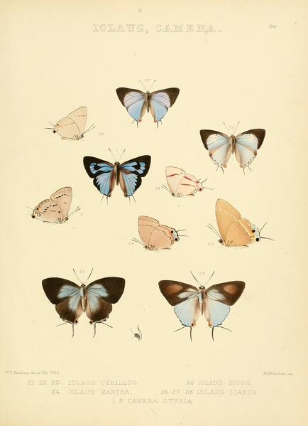 File:IllustrationsDiurnalLepidoptera2Plate20.png