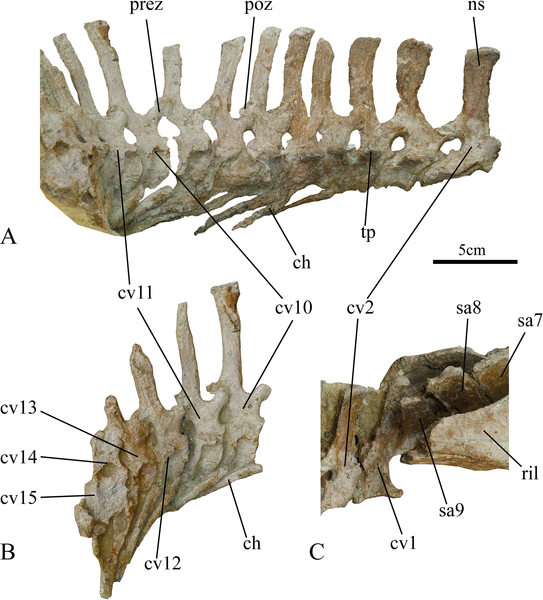 File:Ischioceratops caudal vertebrae.png