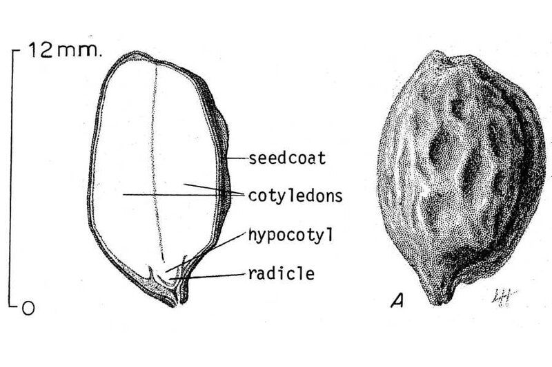 File:Jojoba.seed.jpg