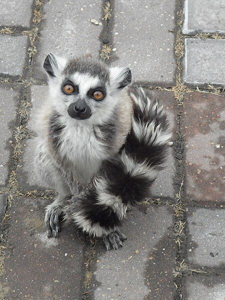 File:Julian Ringtailed Lemur.JPG