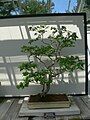 Lagerstroemia indica bonsai