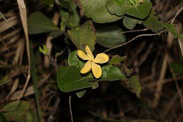 Flower, ageing to yellow