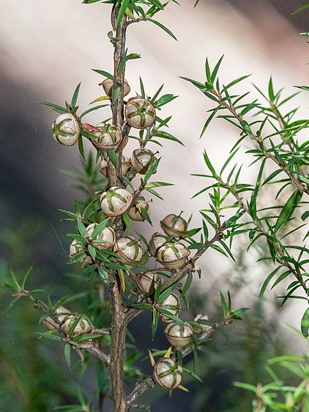 File:Leptospermum continentale fruit.jpg