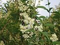 Ligustrum lucidum flowers