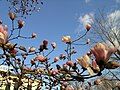 Magnolia blossoms bloom in early April on the grounds of the Loring-Greenough House in Jamaica Plain