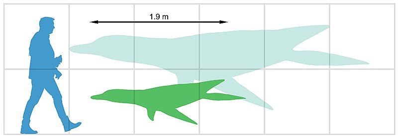 File:Mauriciosaurus size.jpg