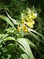 Melampyrum pratense