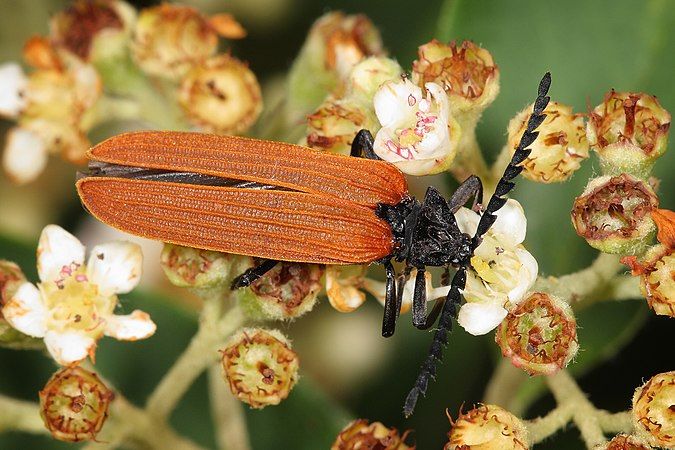 Metriorrhynchus rhipidius, a net-winged beetle.