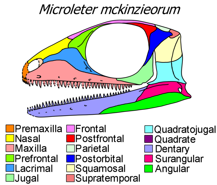 File:Microleter skull diagram.png