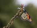 Image 61Monarch butterfly