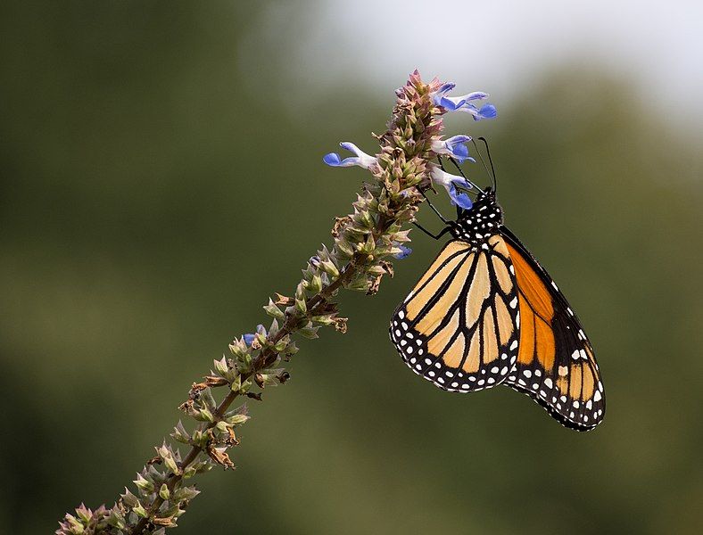 File:Monarch butterfly (70387).jpg