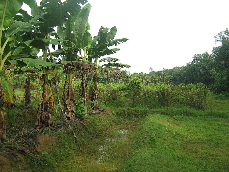 File:Nariyapuram Vayal.jpg