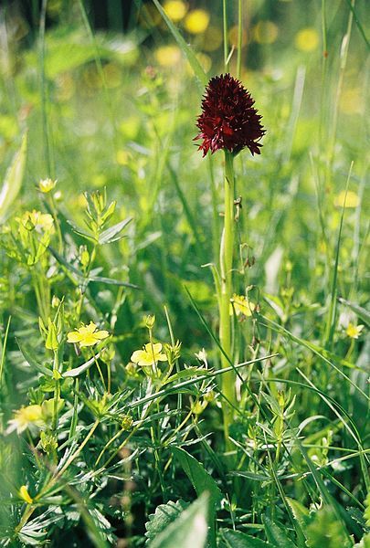 File:Nigritella nigra brunkulla.JPG