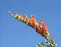 Ocotillo flower with a bee above — Tucson