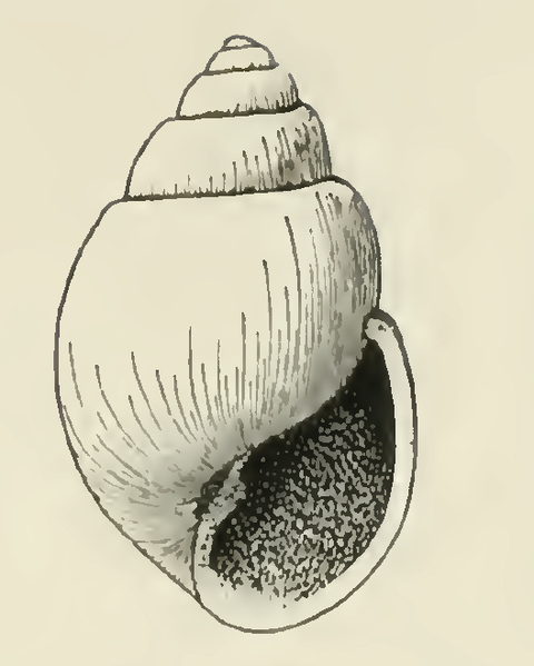 File:Odostomia subglobosa 001.png